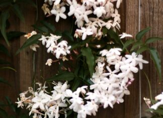 Star Jasmine plant
